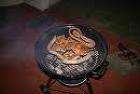 Bush Baby Weber Braai Large